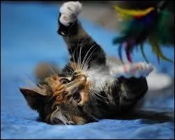 Pourquoi les chatons sont-ils plus enjous que les chats ? 