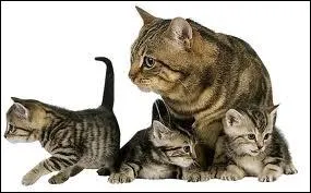 La chatte lave-t-elle ses petits  la naissance ? 