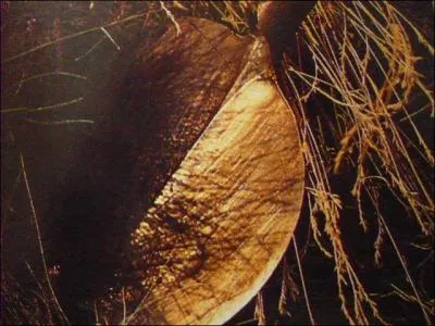 C'est bien une pelle aux bords tranchants.  quoi servait-elle ?