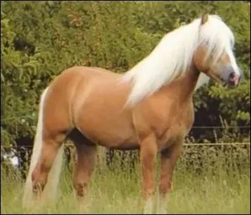 Quelle est la morphologie du cheval ?