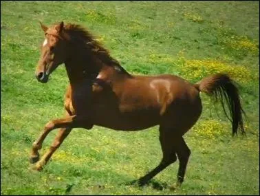 Quelles sont les parties principales du cheval ?