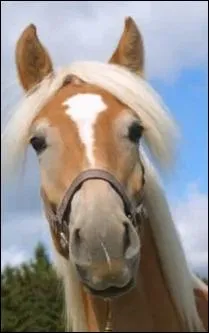 Quand le cheval est mfiant, il a les oreilles : 