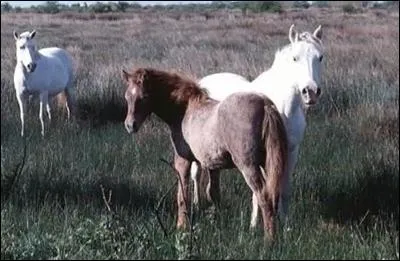 Quelles parties du licol n'existent pas ?