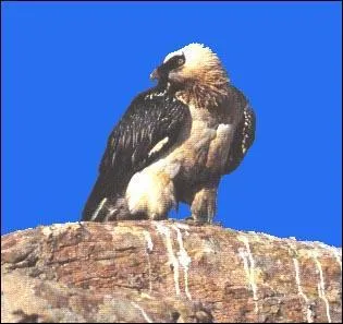 Quel est cet animal ?