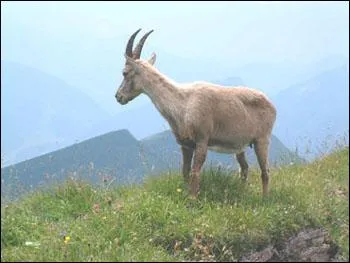 Quel est cet animal ?