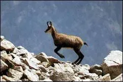 Quel est cet animal ?