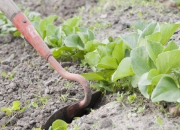 Quiz Au jardin