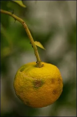 Quel est ce fruit asiatique, hybride issu de la mandarine et du citrus ?