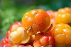 Quels sont ces fruits appels aussi  ronces des tourbires  ?