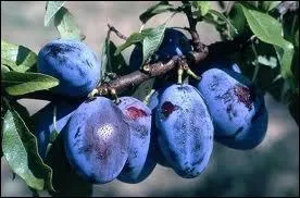 Quels sont ces fruits ?