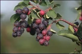 Quel est ce fruit comestible cru mais meilleur cuit ?