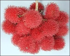 Quel est ce fruit appel aussi  litchi chevelu  ?