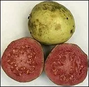 Quel est ce fruit tropical ?