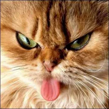 Que diriez-vous de ce chat ? Il parat :