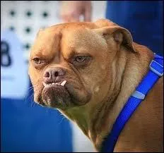 Que diriez-vous de ce chien ? Il est :