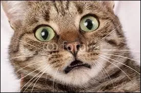 Que diriez-vous de ce chat ? Il parat :