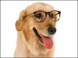 Que diriez-vous de ce chien ? Il parat :