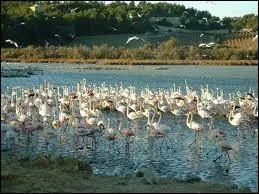 Voici une image du parc de flamants roses de la rserve africaine de Sigean; o se situe cette localit ?