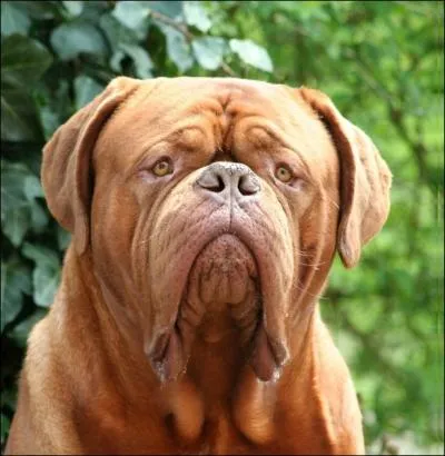 Quel est le nom de cette ultime race ?