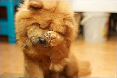 De quelle race s'agit-il ?