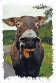 Pourquoi au trot dois-tu te mettre sur le  bon pied  ?