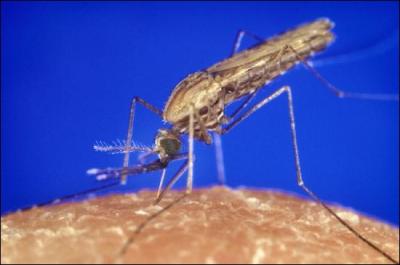 Quel parasite est à l'origine du paludisme ?