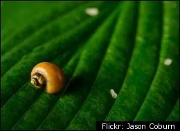 Quels animaux peuvent survivre aprs un sjour dans le ventre de leur prdateur ?