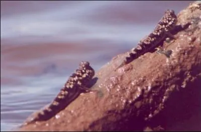 Quel animal ne peut pas survivre plus de 10 minutes sous l'eau alors qu'il a des branchies ?