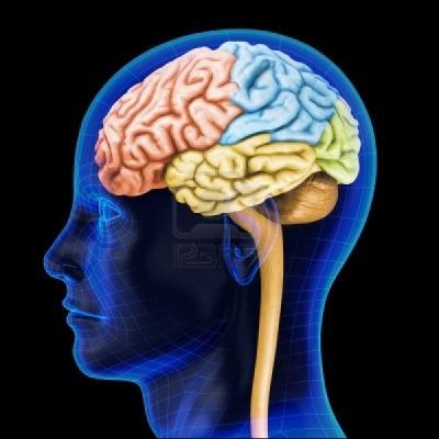 Quel est le pourcentage des régions qu'on utilise dans notre cerveau ?