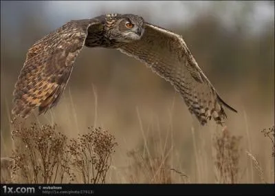 Beaucoup de petits ppins dans votre vie ne vous ont pas empch de prendre ...