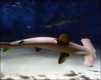 Vous tes ttu, obstin, par moments, on pourrait croire que vous tes ...