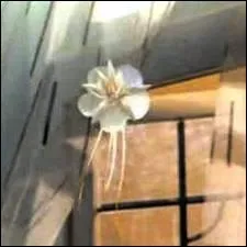 Ceci n'est pas une fleur, mais un...