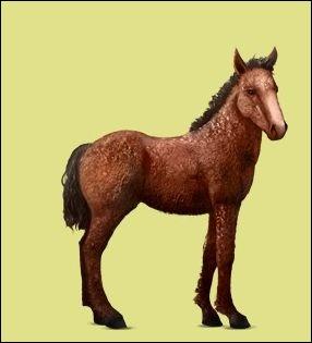 Choisissez la description du cheval : (c'est un quizz Qmc , donc il y a plusieurs rponses  choisir ! )