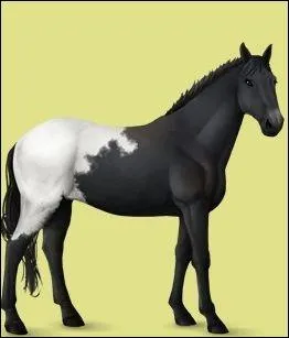 Choisissez la description du cheval :