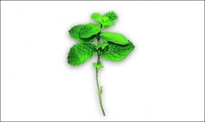 Cet alcool rentre dans la composition de cocktails, mais on en donne aussi quelques gouttes sur un sucre pour rveiller des personnes vanouies. Elle a un effet rafrachissant. C'est. .