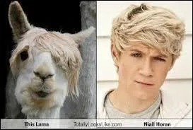 Quel est son animal prfr ?