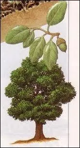 Comment appelle-t-on le chne-lige ?