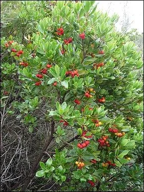 Quel est l'autre nom de l'arbousier ?