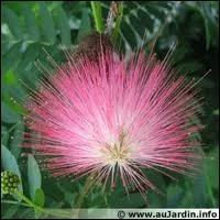 Comment appelle-t-on l'albizia julibrissin ou mimosa de Constantinople ?