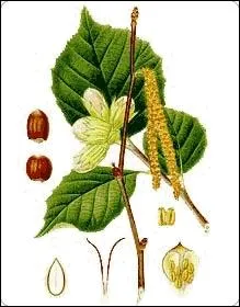 Le noisetier a un autre nom, lequel ?