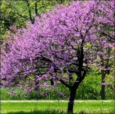 Le cercis silisquatrum est un arbre ornemental appel arbre de Jude ou...