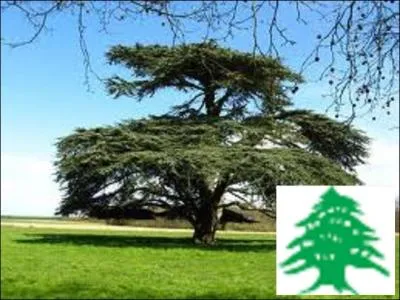 Sur quel drapeau peut-on voir cet arbre symbole de sainteté, d'éternité et de paix ?