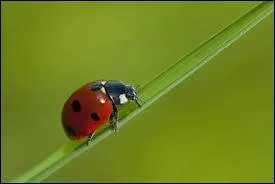 Il faut prendre de la hauteur pour pouvoir s'envoler, alors la petite coccinelle monte le long d'__________