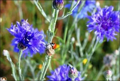 Ensuite, elle dploie ses ailes et s'envole dans __________