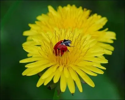 Une petite visite __________ qui envahissent la prairie s'impose.