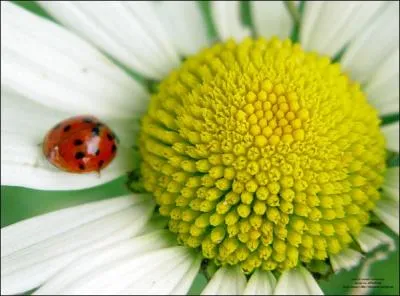 La petite coccinelle n'en croit pas ses yeux ! A prsent, elle se promne sur __________ gante.