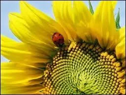 La petite coccinelle poursuit son songe, elle se rchauffe dsormais au soleil de juin, perche sur un fier __________