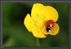 Soudain, le rve s'assombrit... Le petite coccinelle ne sait plus crire le nom de cette fleur ! Pouvez-vous l'aider ?