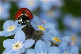 Sur quelles fleurs poursuit-elle son aventure ?