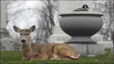 Combien comptez-vous d'animaux sur cette photo ?